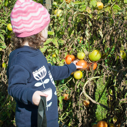 Pick your own at Canoelands Orchard