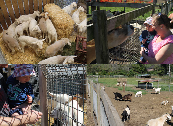 farm tours with animals near me