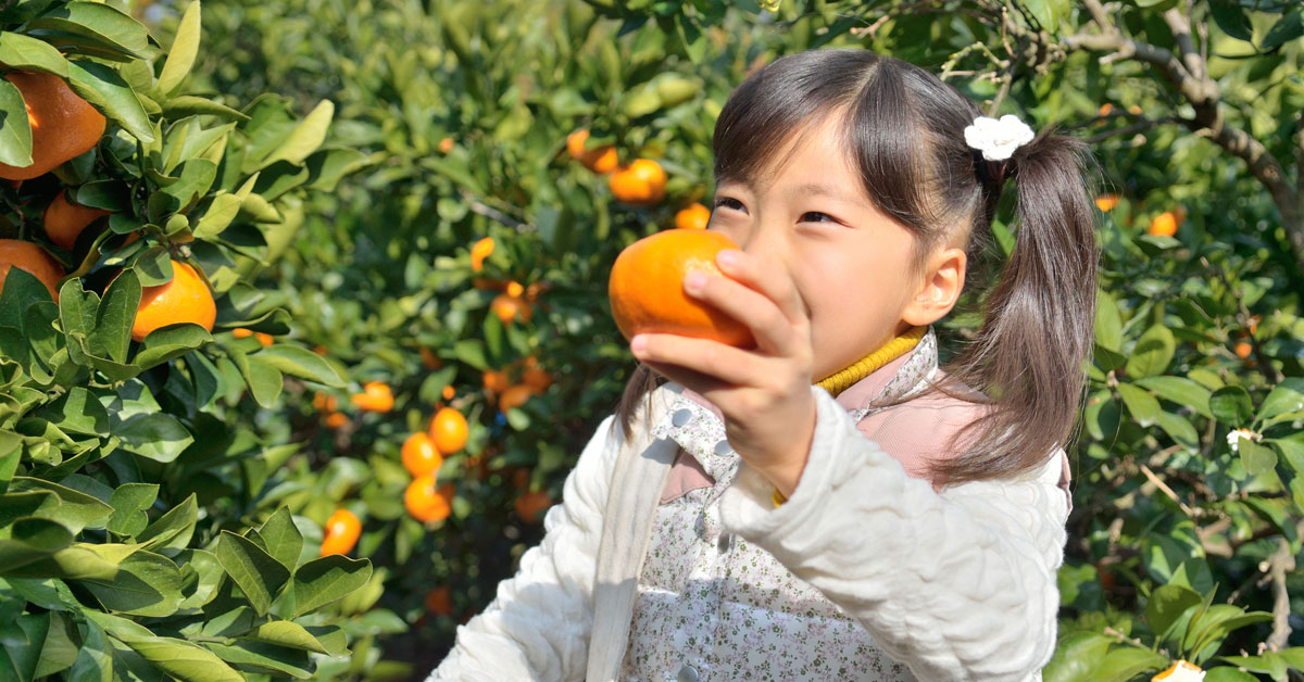 Pick your own fruit Sydney Winter Hills District Mums