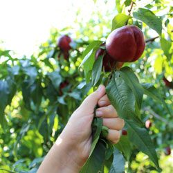 Pick your own fruit Sydney: Spring
