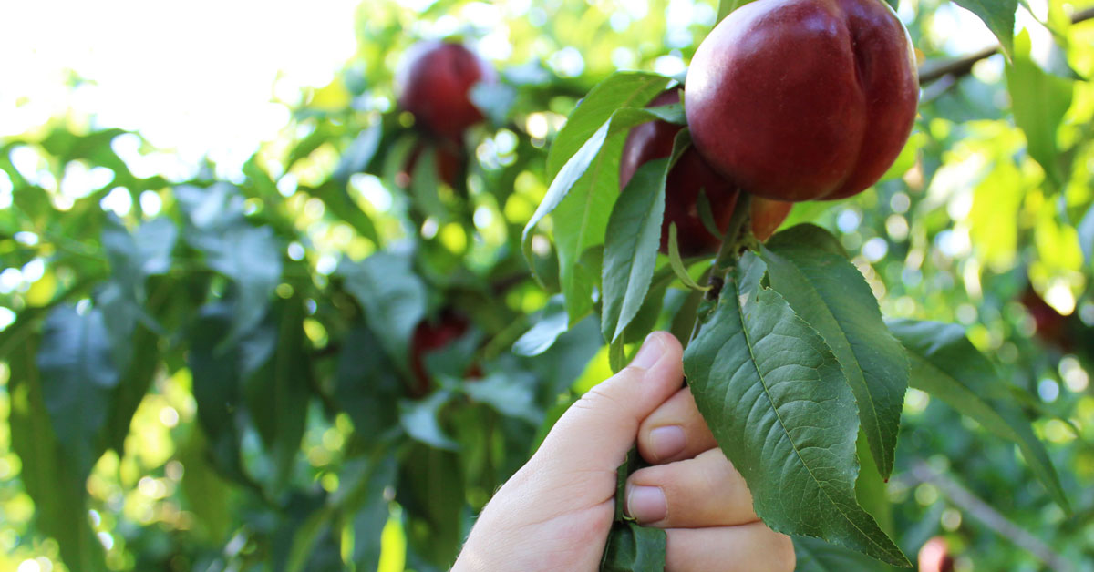 Pick your own fruit Sydney Spring Hills District Mums