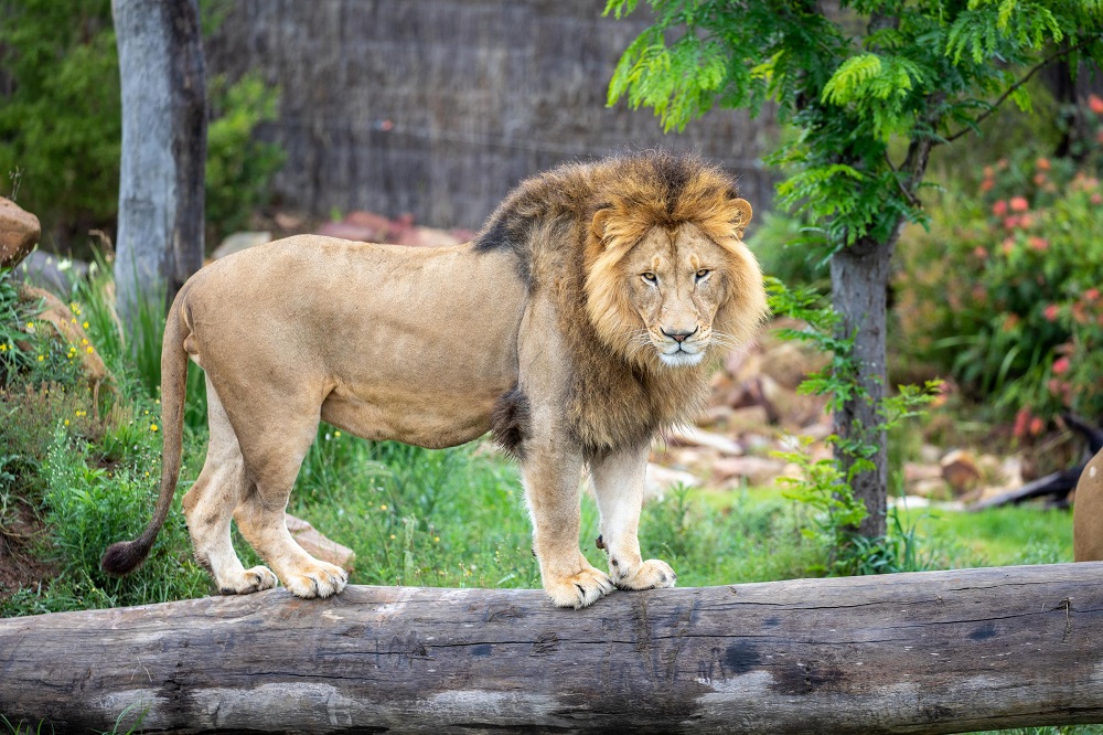 Sydney Zoo's lion