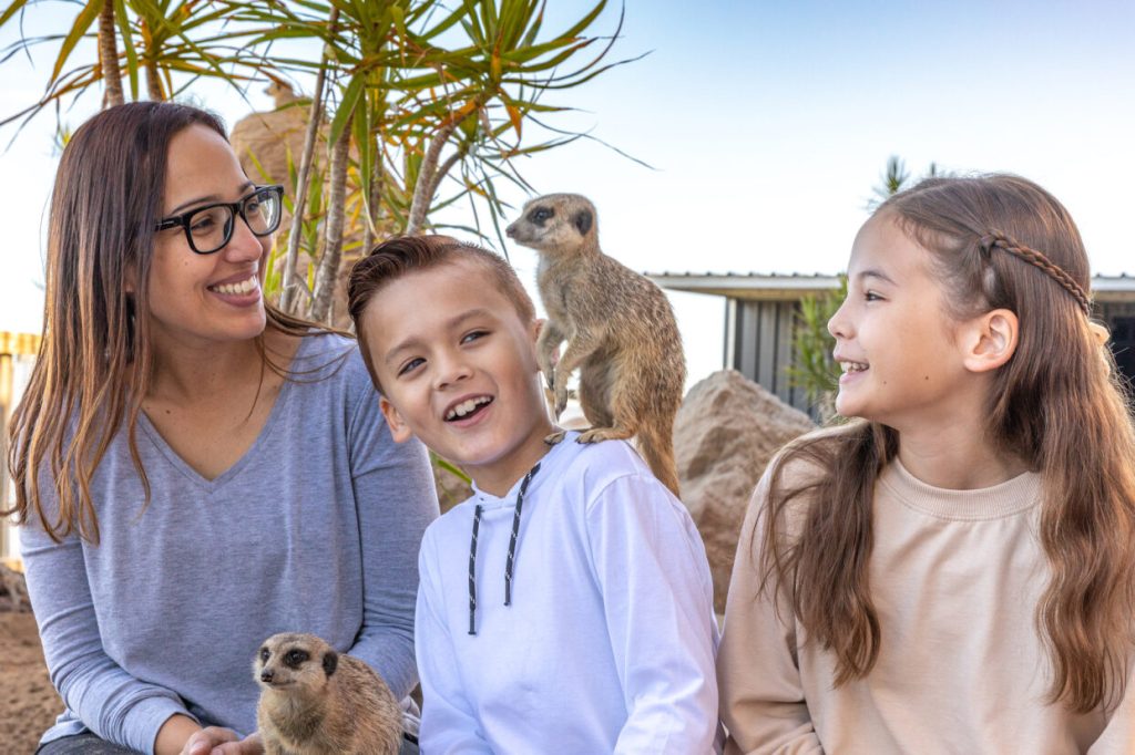 Sydney Zoo's meerkat encounter
