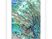 Pacific Paua Shell Artwork #03