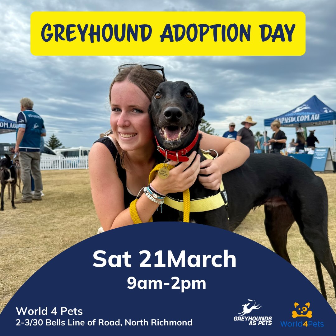 Greyhound Adoption Event
